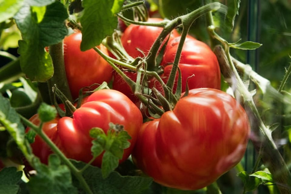 ��� �������� ���������������� ������ ��� ����������� ������� � ����