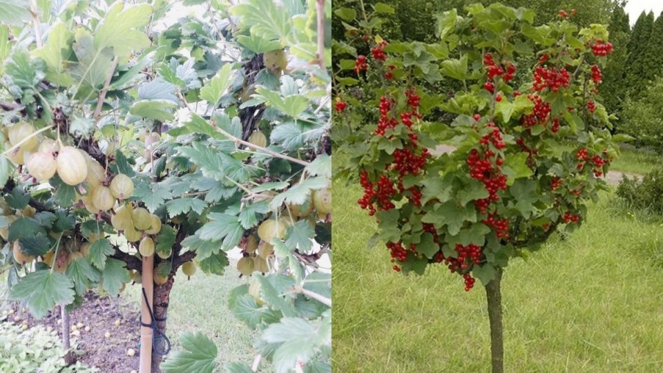 ���� ����������� ��������� ���������: ��� ������������� ��������