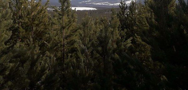 � ���������� �������� ������� ����� ����������� �� �������� � ����������