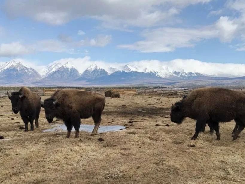 � ���������� ������ ������� ������� �����