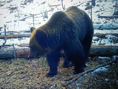 � ������ ������� ���������� ������� �����