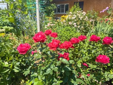 ��� ����������� ���� � ���������� ��������: ������� �������� �������