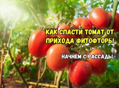 ������� ������ ������� ������� �� ���������