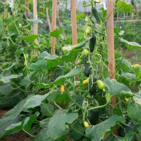 ������� ���������� ������ ������� � �������� ������