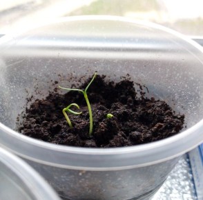 ������ ������ ������� � �����: �������� ������� � ��������