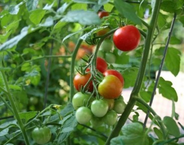 ��� ��������� ������ ��� �������: �������, ����� � ������ �� �����