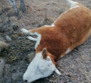 ���� ������ ����� � ����������� ������