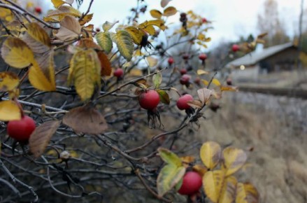 ��� ������� ��������� ���: ������������ ������ ��� ��������� ������