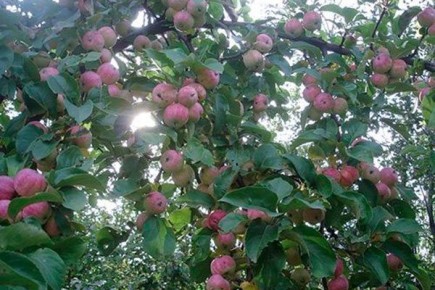 ������������ ������������ ������ ������: ������� � ��������� �����