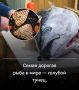 ���������� � ��� �����������: ������� ����� � ��� ������������ ���������