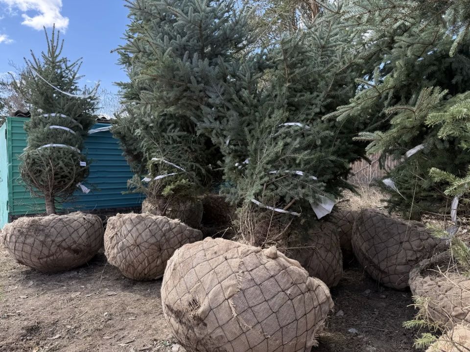 Голубые ели, которые украсят площадь Советов к 360-летию города, прибыли на базу Горзеленстроя Голубые ели, которые украсят площадь Советов к 360-летию города, прибыли на базу Горзеленстроя