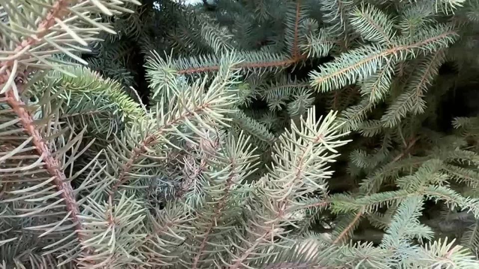 Голубые ели, которые украсят площадь Советов к 360-летию города, прибыли на базу Горзеленстроя