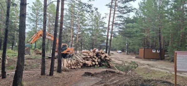 В Улан-Удэ заявили о варварском уничтожении леса на Верхней Берёзовке