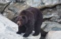 В селе на севере Бурятии наследил огромный медведь