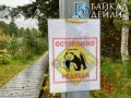 В Бурятии медведь заявился на базу отдыха