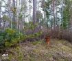 Новорождённого лосёнка заметили в нацпарке Бурятии