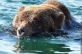 Трёх медведей заметили на Лысой горе в Бурятии