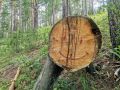 В Бурятии незаконный экспорт леса в Китай привёл к условным срокам и крупным штрафам