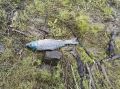 В Бурятии находят мертвую рыбу на берегах Селенги и Байкала