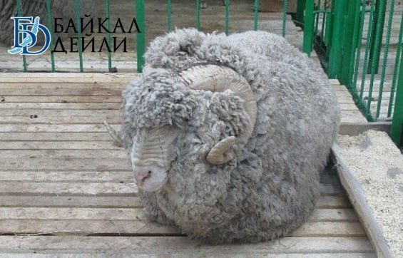 По Улан-Удэ третий день бегает белоснежный баран с окровавленной шеей
