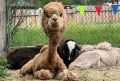 В этномузее Улан-Удэ к лету постригли альпака Розу