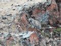 Численность манула впервые оценят в России