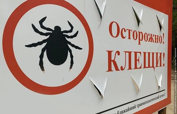 В Бурятии 11 человек подхватили клещевой энцефалит
