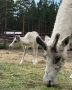 Любопытный олененок познает мир в Этномузее Улан-Удэ