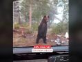 Медведь разбудил туристов на Байкале, добравшись до котелка