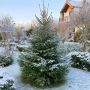 Как еловые иголки могут помочь или навредить вашему огороду?