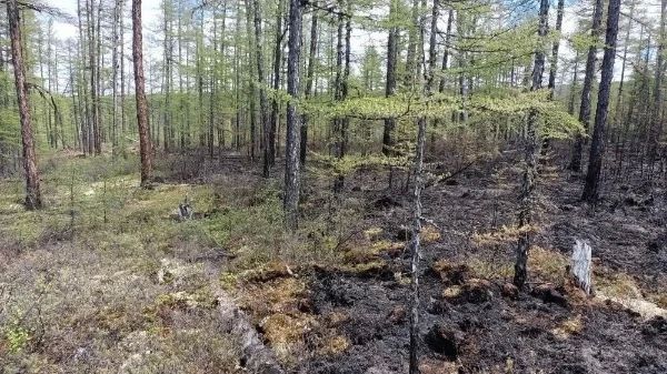 В Бурятии с виновников лесных пожаров пытаются взыскать почти 9 млн