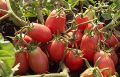 Томаты на любой вкус: 7 стойких сортов для надёжного урожая