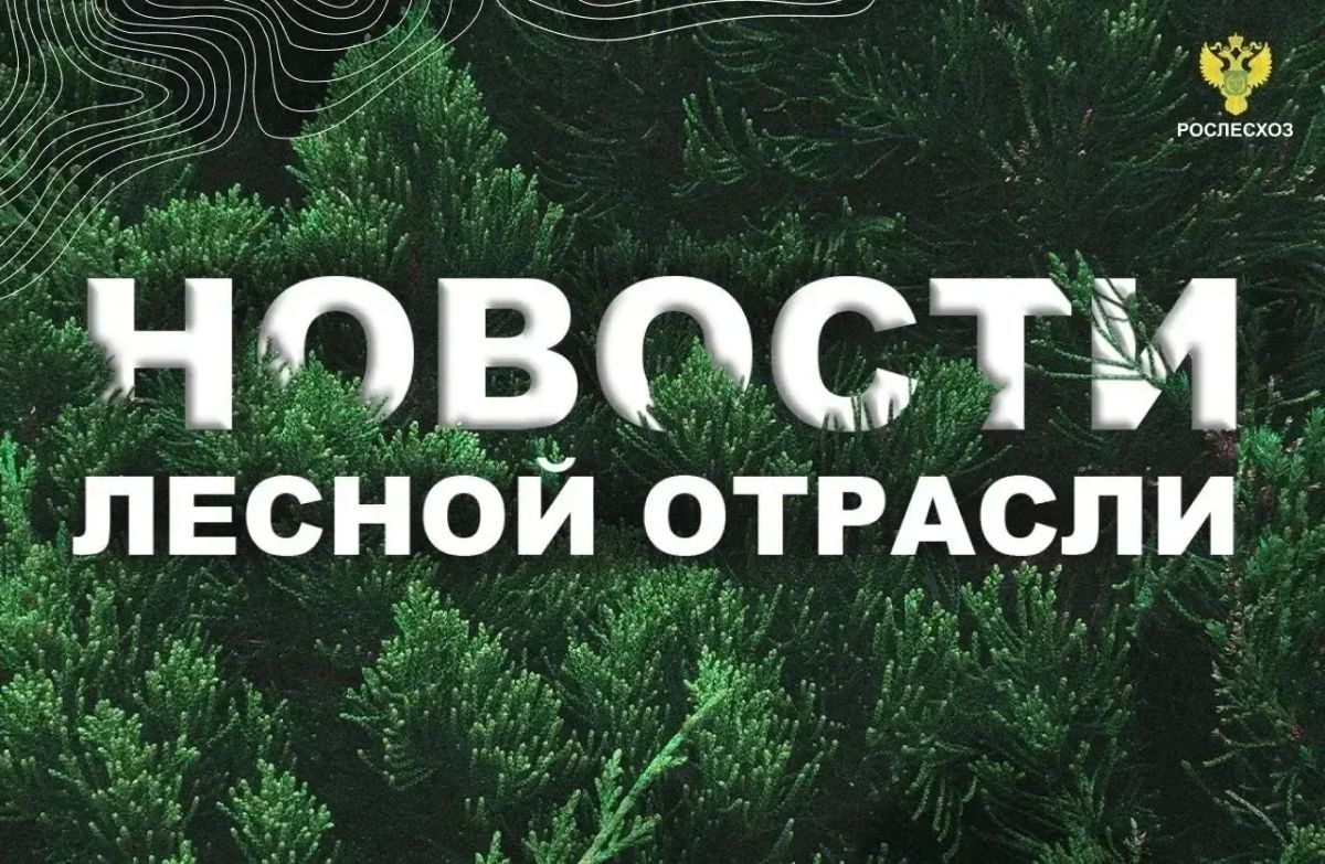 ТАСС: В Красноярском крае площадь пожаров в лесах снизилась почти на 20 тыс