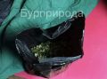 Госинспекторы «Бурприроды» пресекли незаконный сбор Сагаан дали