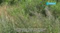 Трава-гигант выросла в одном из микрорайонов Улан-Удэ