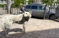 Безопасность людей – в приоритете: Игорь Шутенков поручил усилить контроль за безнадзорными животными перед 1 сентября