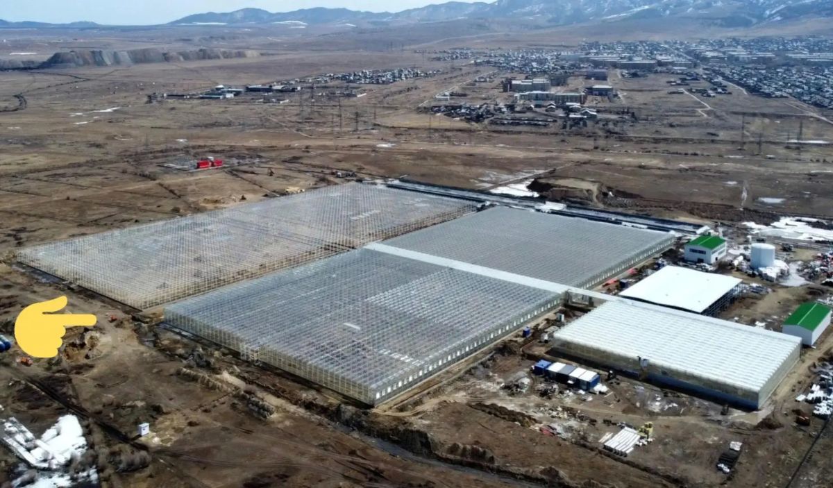 Первую рассаду высадили в крупнейшем тепличном комплексе Дальнего Востока Первую рассаду высадили в крупнейшем тепличном комплексе Дальнего Востока