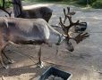 В Бурятии оленей привязали к дереву и заставляли фотографироваться