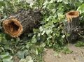 Тополя на перекрёстке Ранжурова и Сухэ-Батора Улан-Удэ заменят на яблони