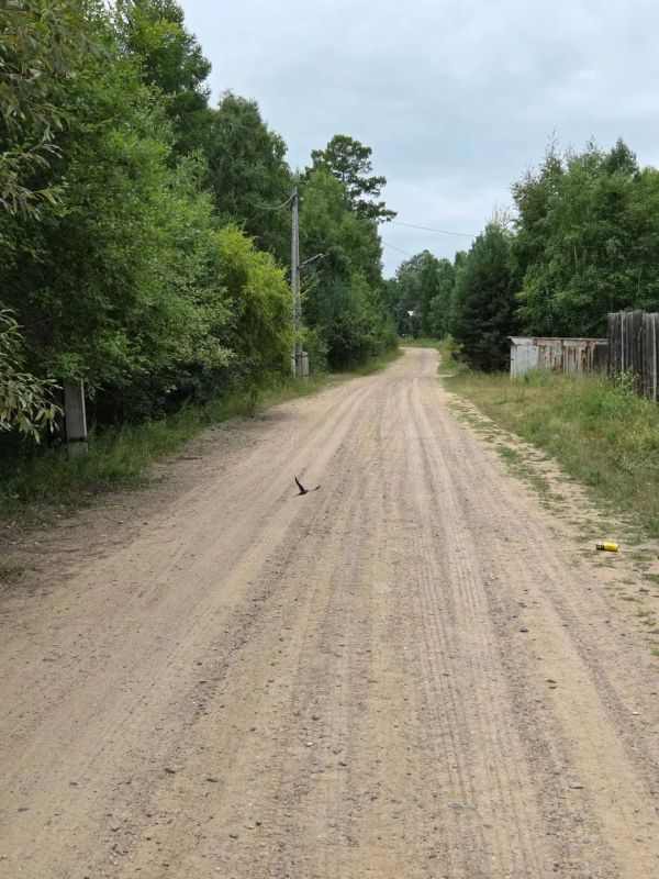 В Новом Энхалук отдыхающие заметили медведя В Новом Энхалук отдыхающие заметили медведя