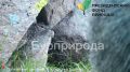 В Бурятии реализуется проект «Сохранение манула – сохранение степей Байкальского региона»