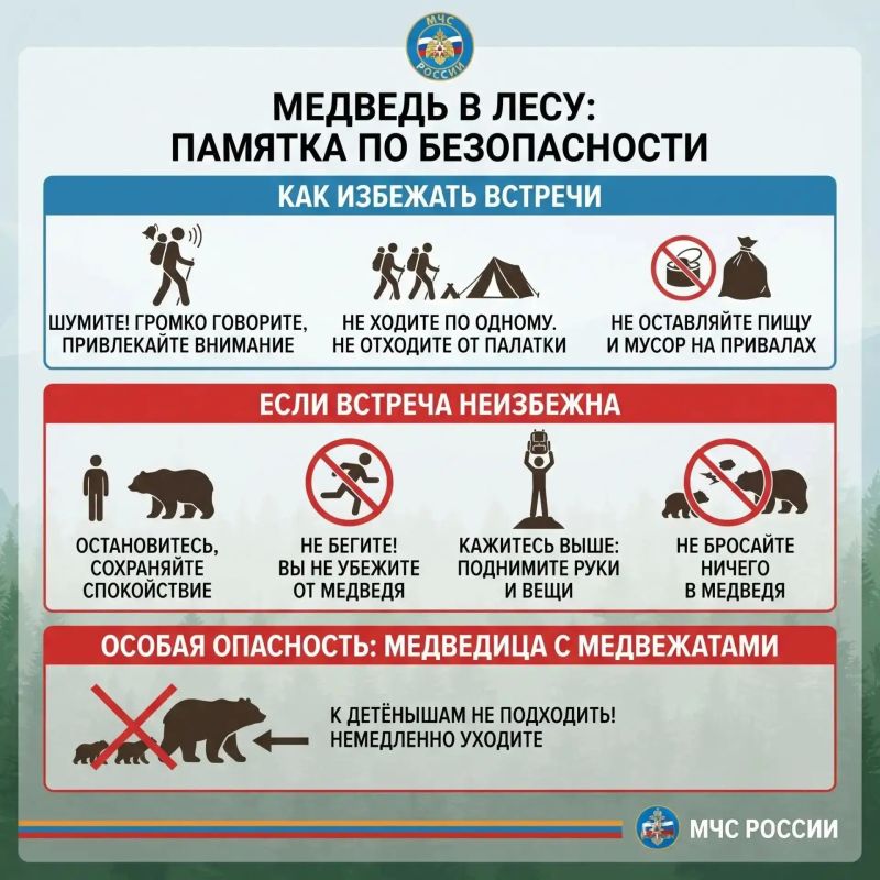 Медведь в лесу. Как избежать встречи, и что делать если видите зверя?