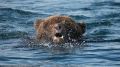 На севере Бурятии мужчину страшно покусал медведь