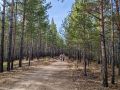 В Бурятии медведь, насмерть загрызший мужчину в Закаменском районе, ликвидирован