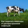 Как защитить поголовье от распространения инфекций