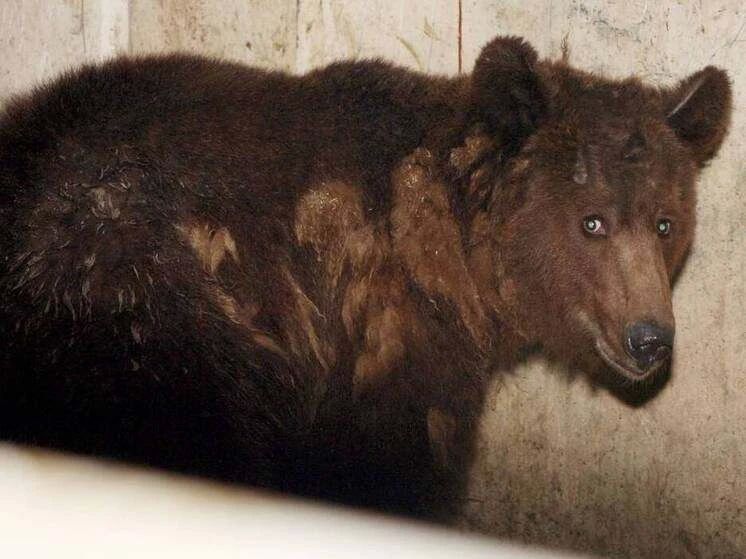 В Бурятии за сутки зафиксировали 32 обращения о выходе медведей к людям