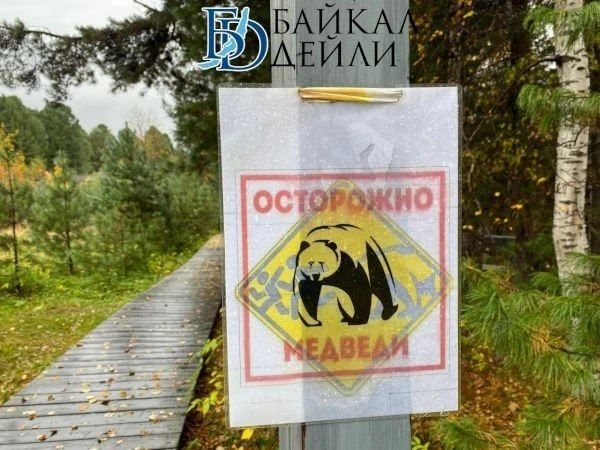 Жителей Бурятии продолжают встречать медведей