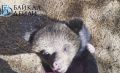 ������� ��������� �� ������� �������