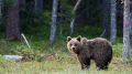 В Бурятии переводят школы на дистант из-за медведей