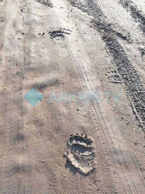 Медведь прогулялся по ДНТ в пригороде Улан-Удэ Медведь прогулялся по ДНТ в пригороде Улан-Удэ